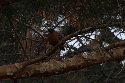 American Robin - ML646653343