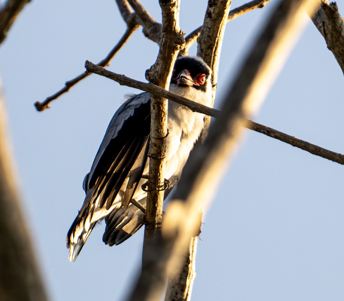 Maskeli Titira - ML646653346