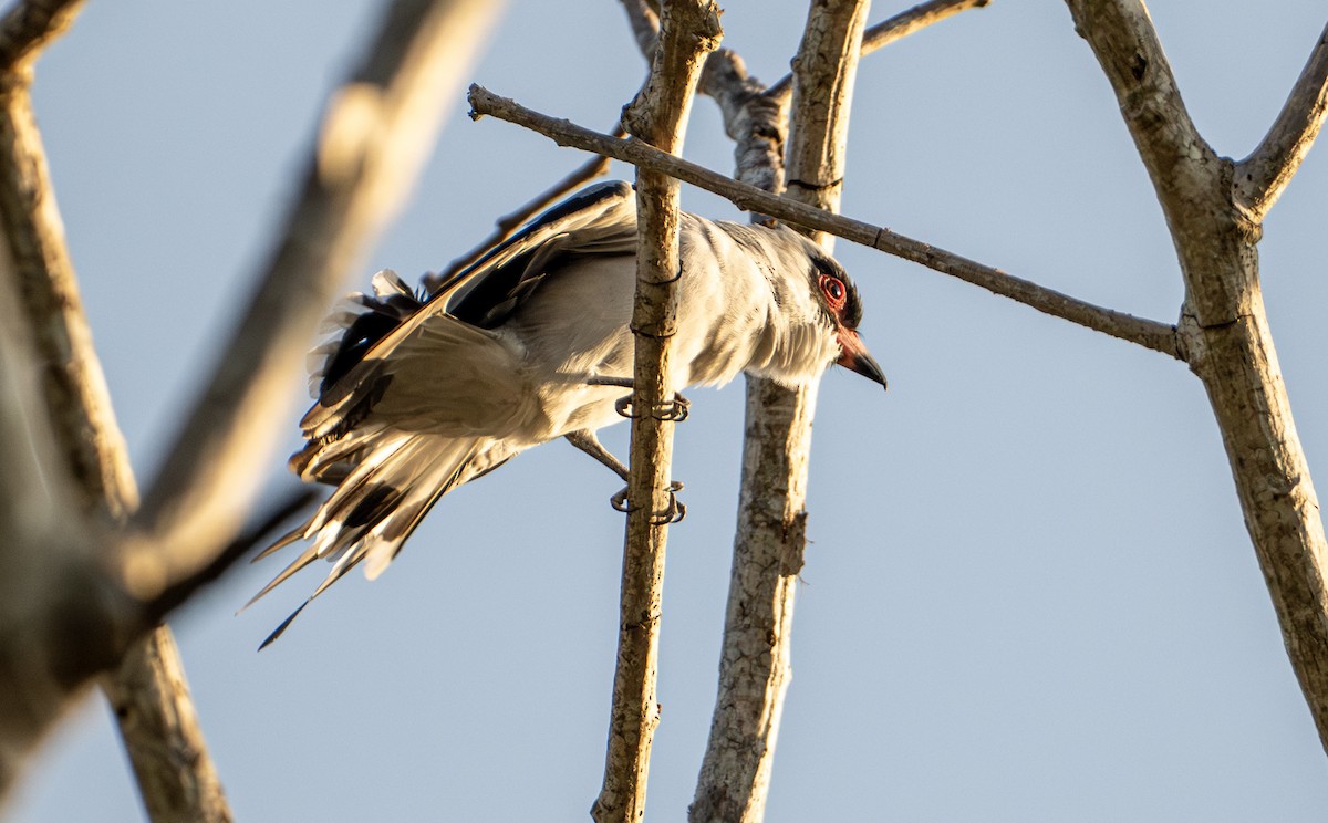 Maskeli Titira - ML646653347