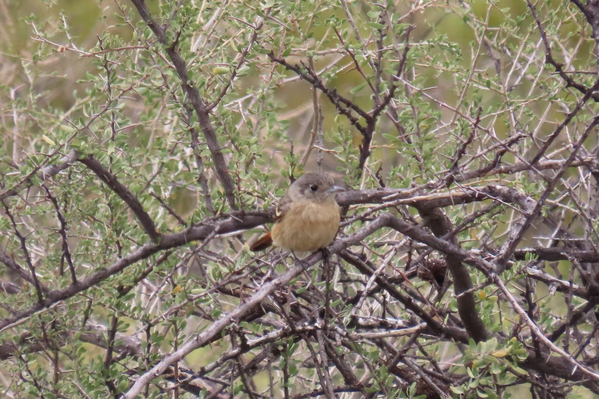 White-winged Black-Tyrant - ML646653348