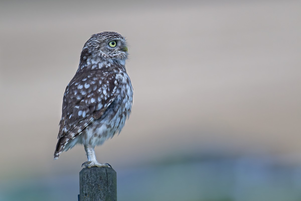 Mozolo arrunta - ML646653355