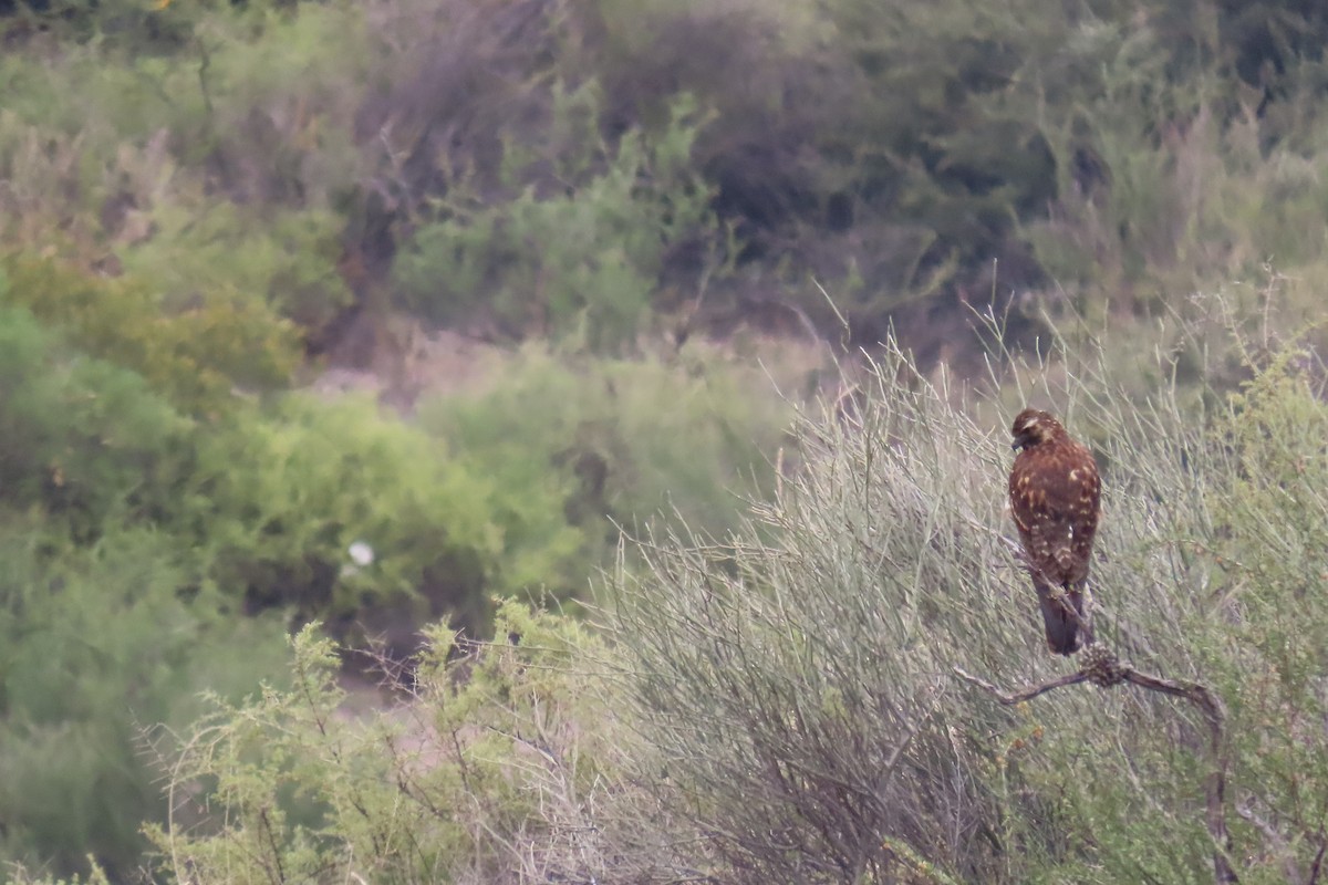 Variable Hawk - ML646653356