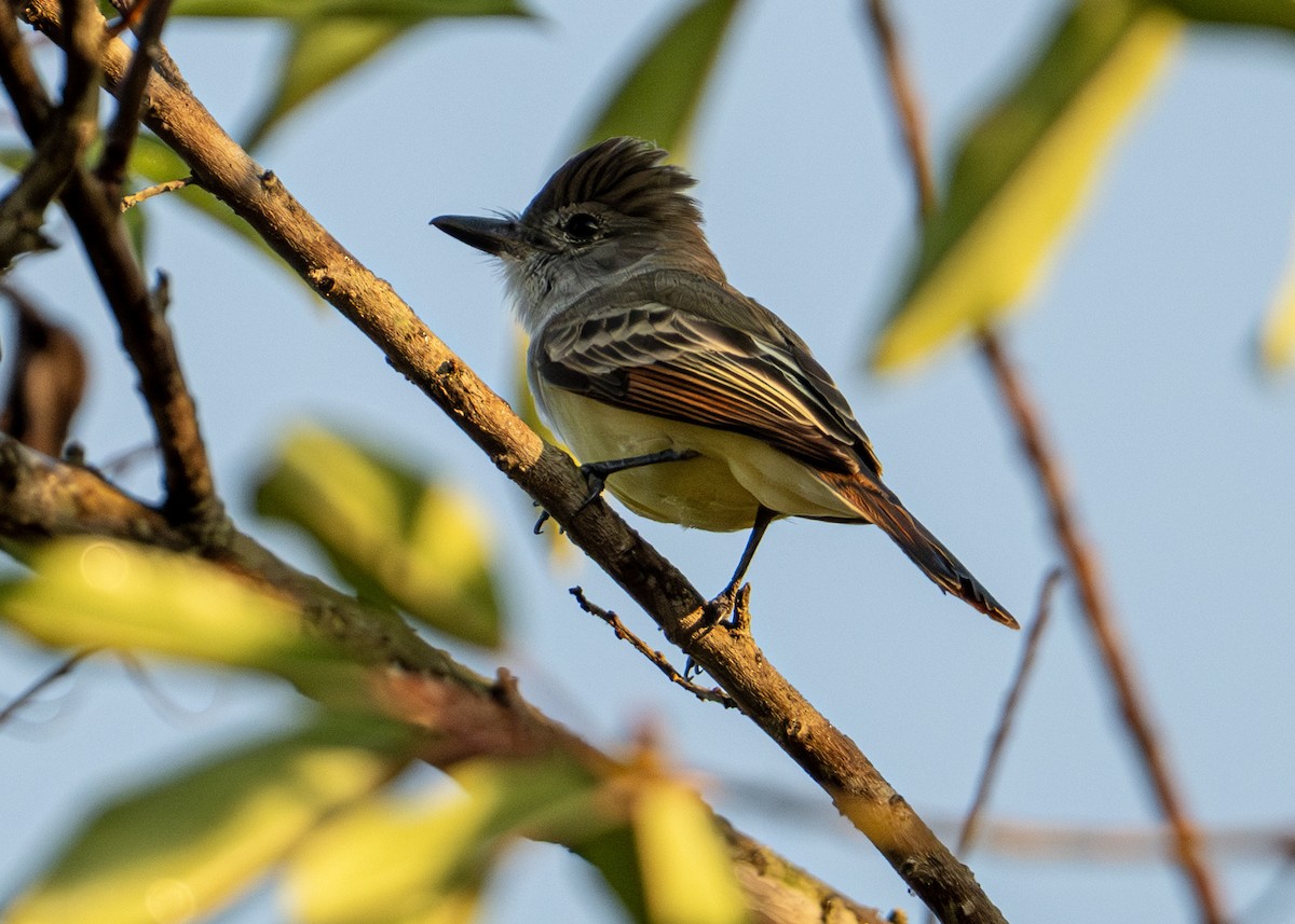 Boz Alınlı Sinekkapan - ML646653357