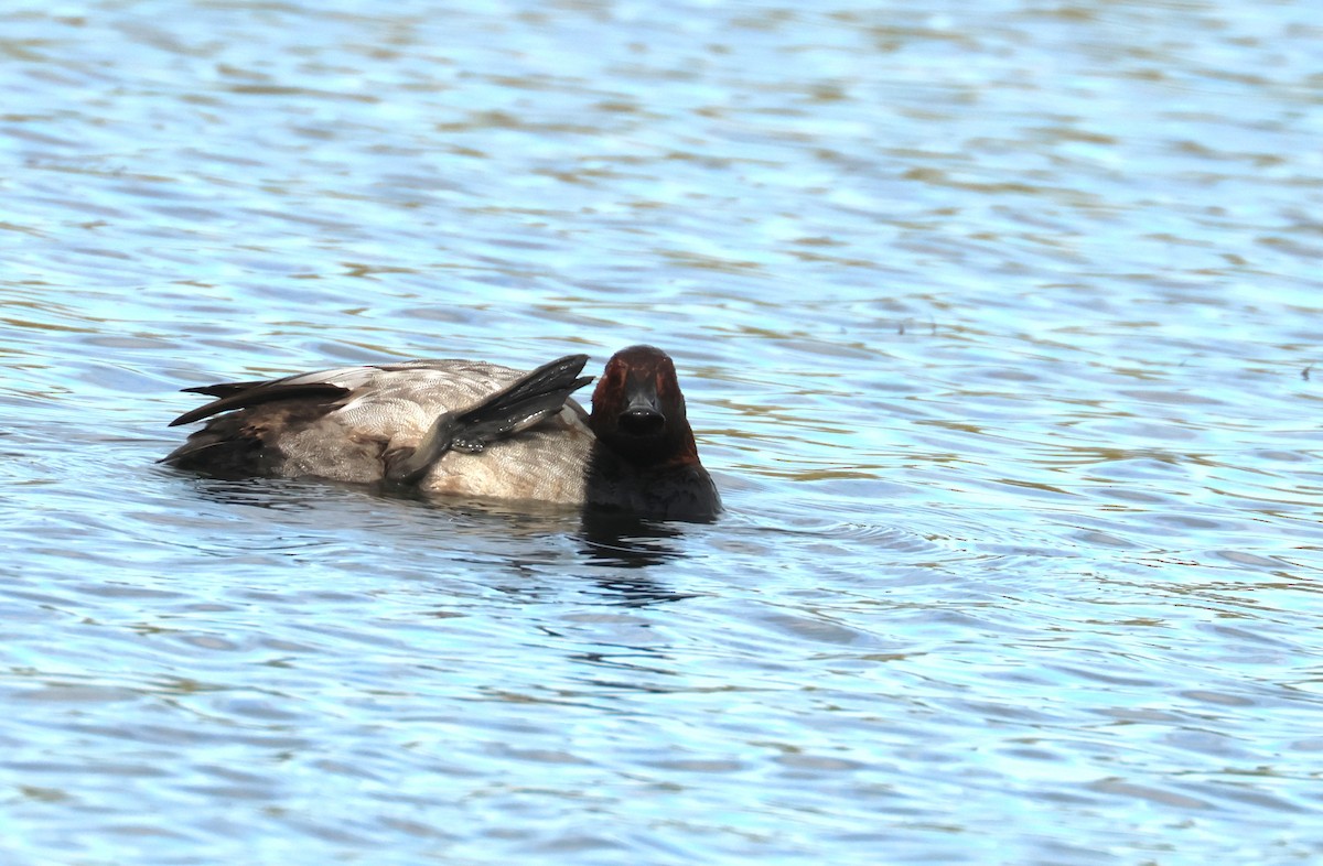 צולל חלודי - ML646653358