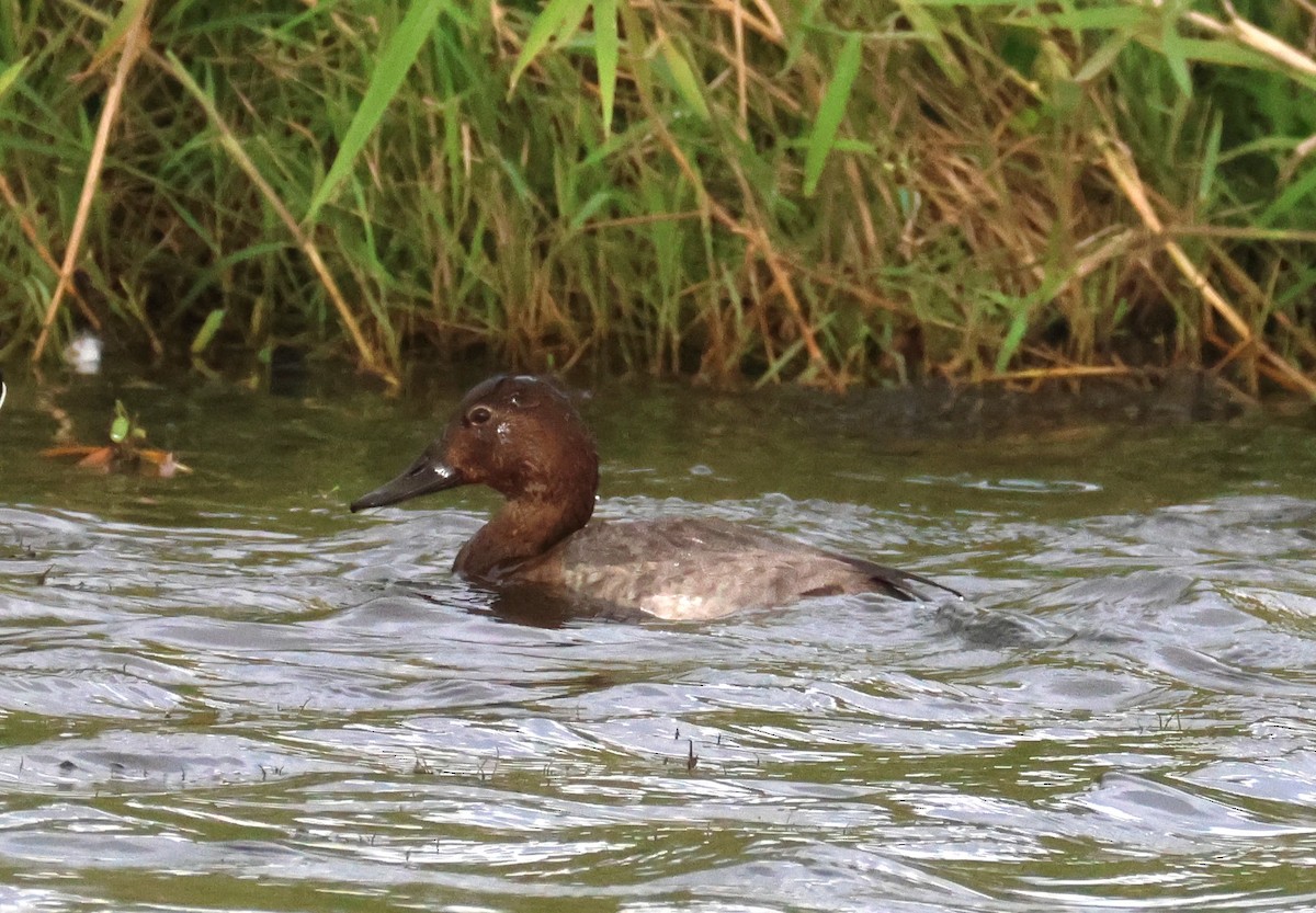 צולל חלודי - ML646653359