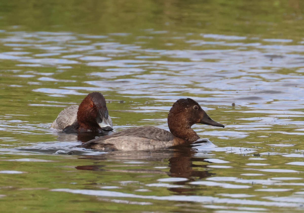 צולל חלודי - ML646653361