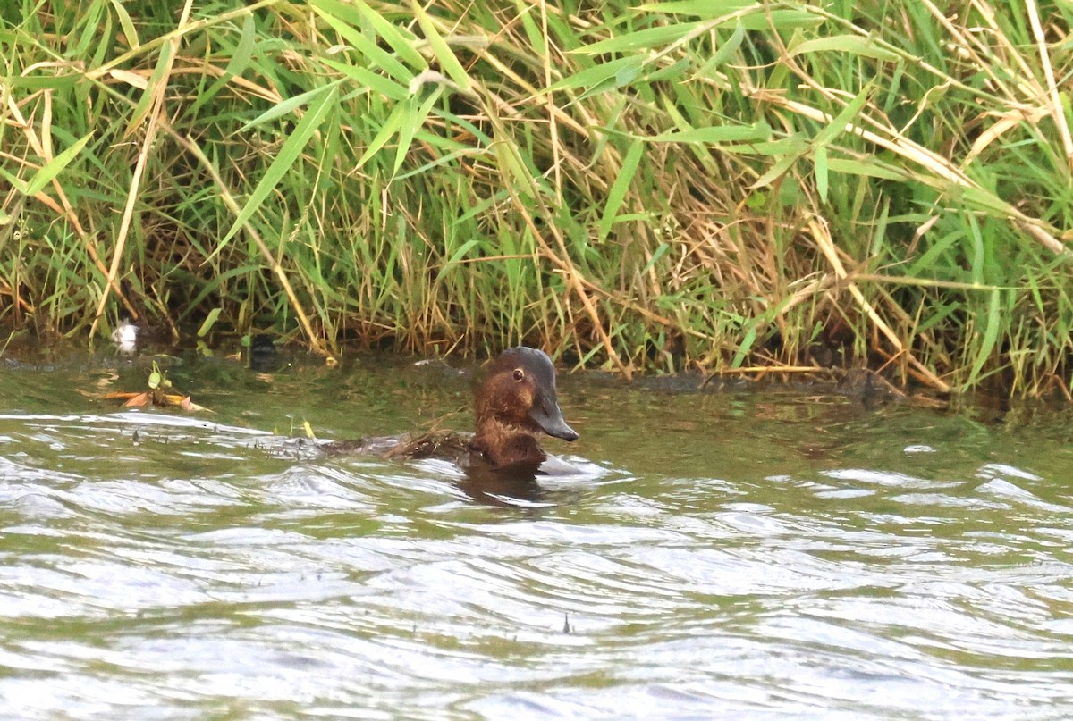 צולל חלודי - ML646653363
