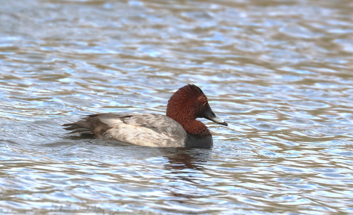 צולל חלודי - ML646653364