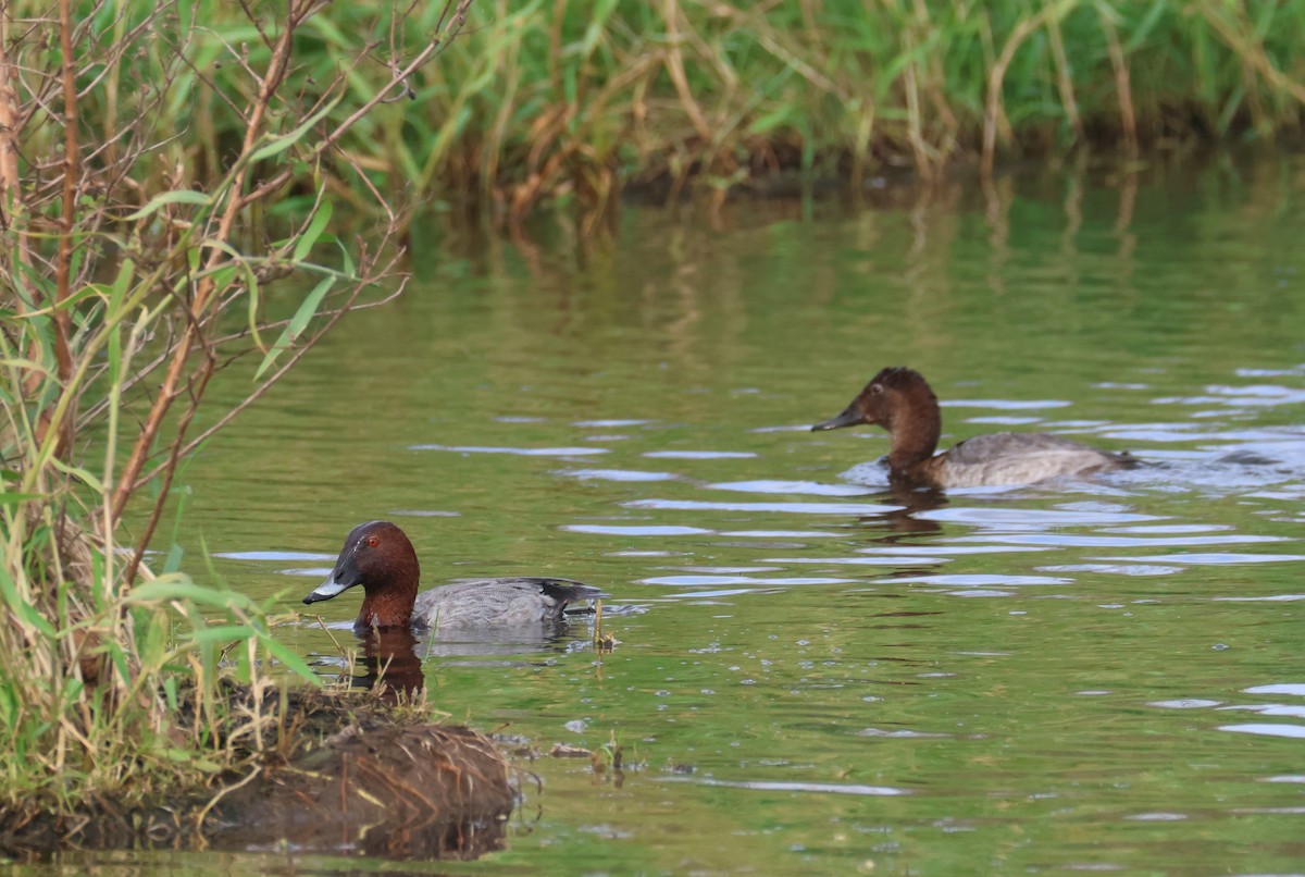 צולל חלודי - ML646653365