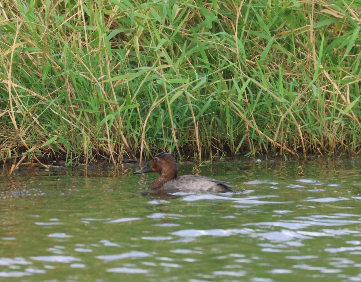 צולל חלודי - ML646653366