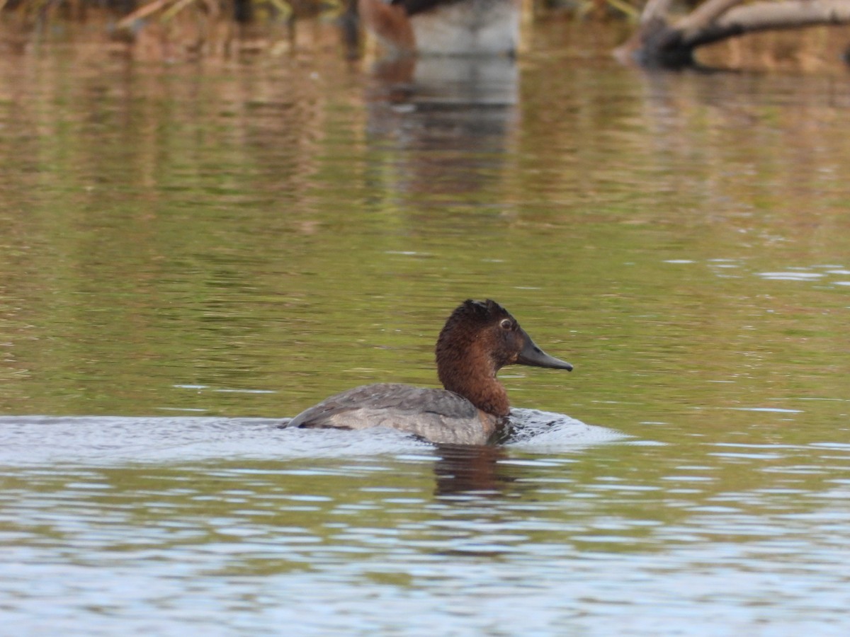 צולל חלודי - ML646653368