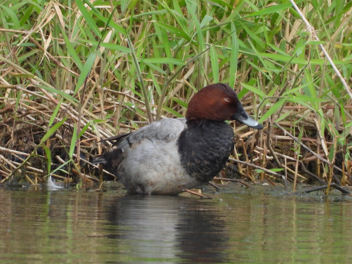 צולל חלודי - ML646653369