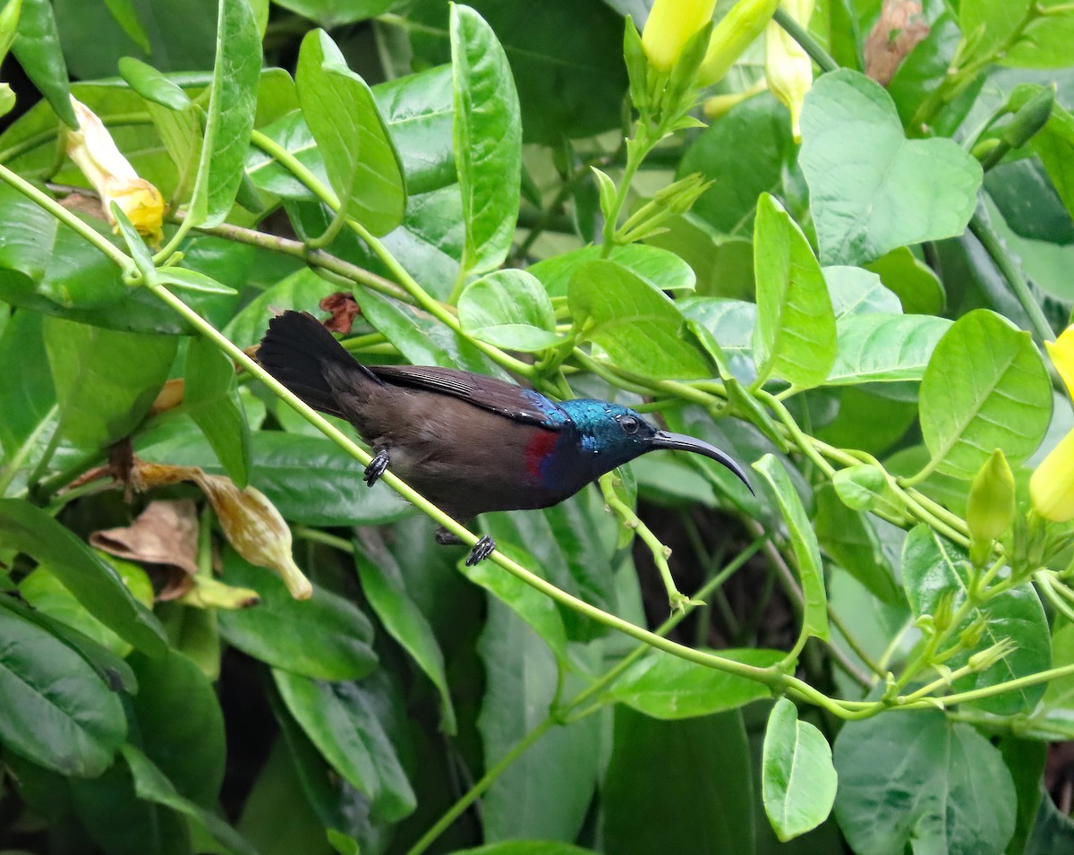 strdimil jihoindický - ML646653370