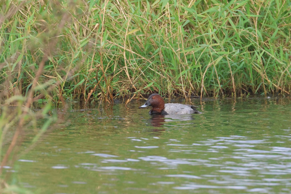 צולל חלודי - ML646653371