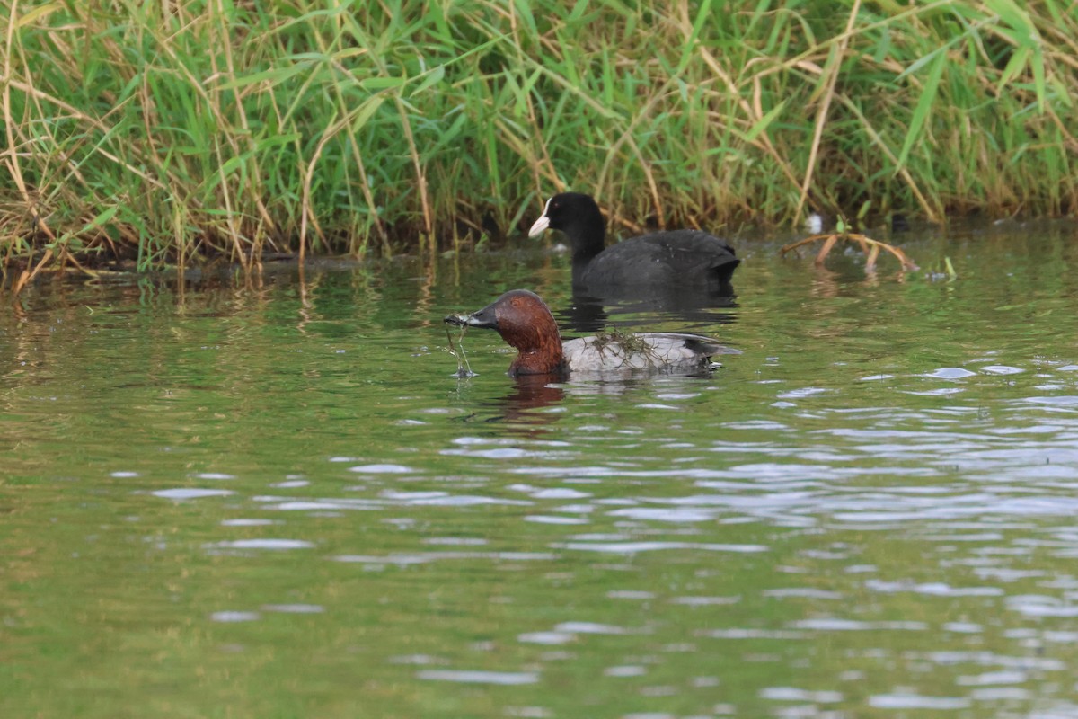 צולל חלודי - ML646653372