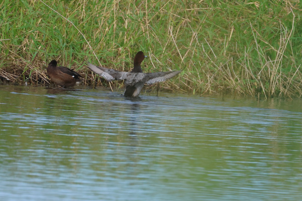 צולל חלודי - ML646653373