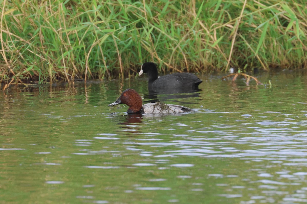 צולל חלודי - ML646653374