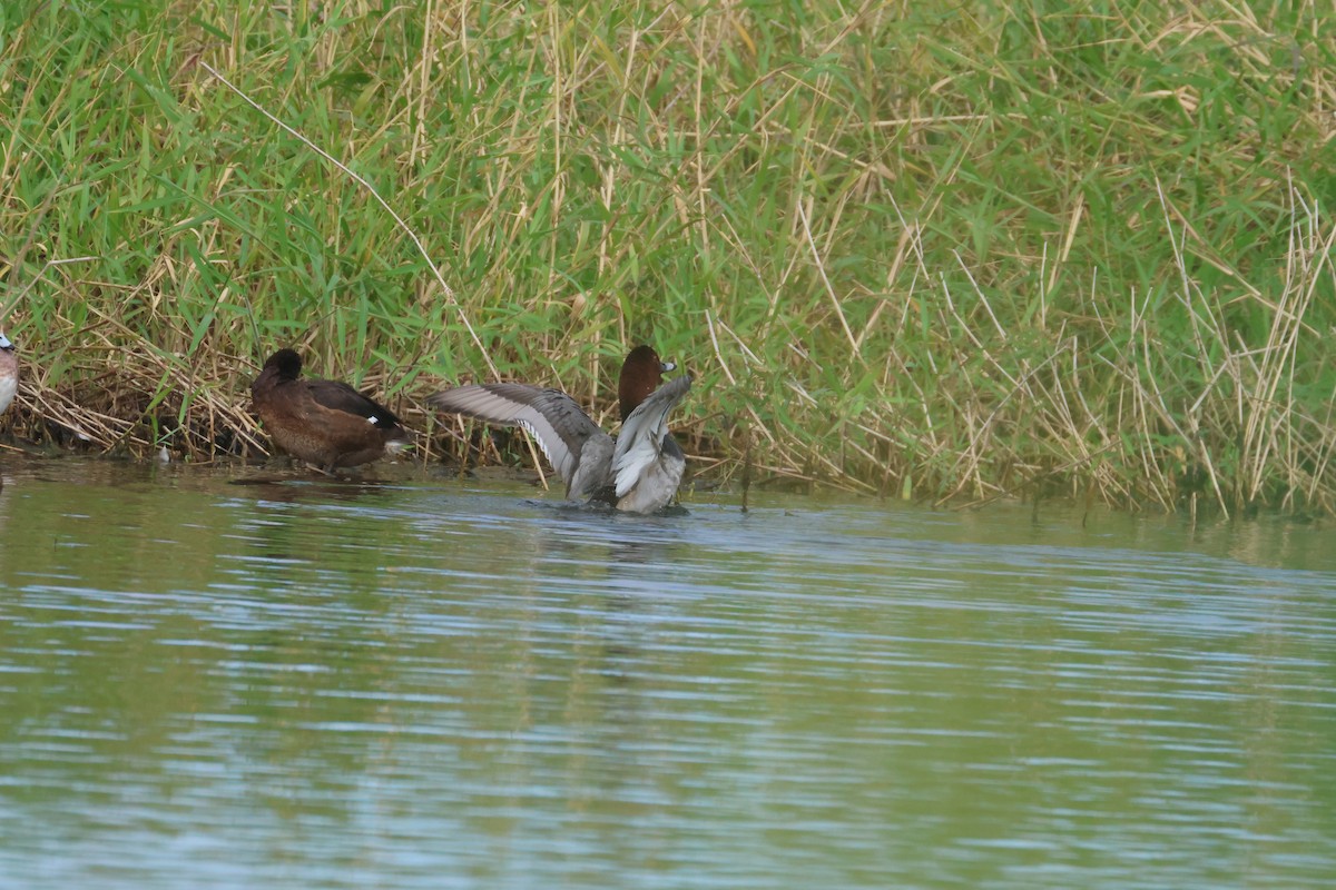 צולל חלודי - ML646653375