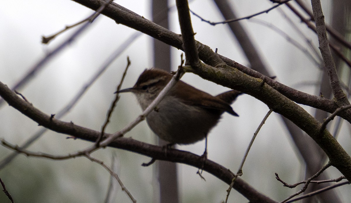 Bewick's Wren - ML646653376