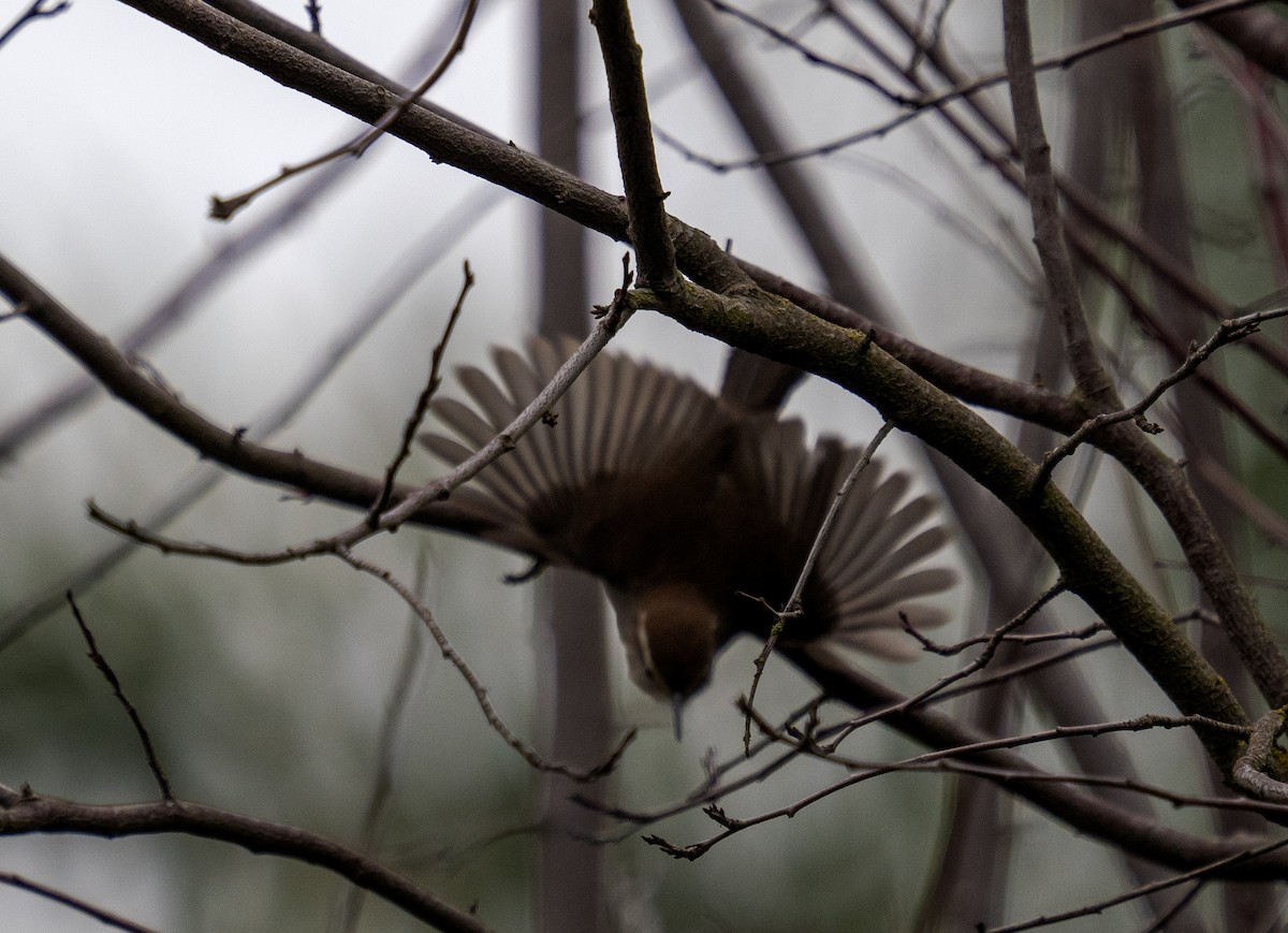 Bewick's Wren - ML646653377
