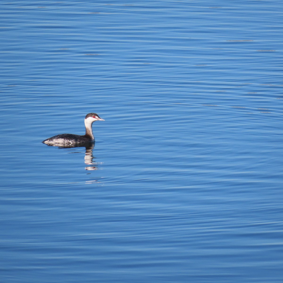 Пірникоза червоношия - ML646653378