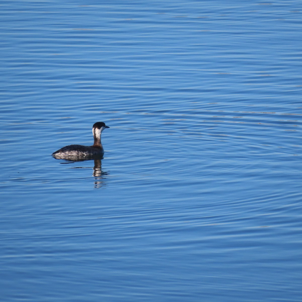 Пірникоза червоношия - ML646653379
