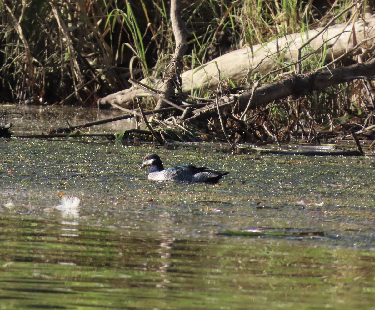 Green Pygmy-Goose - ML646653380