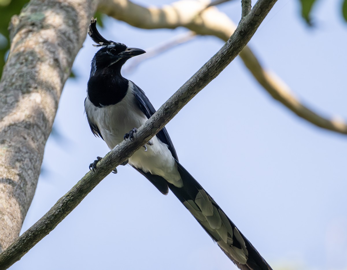 Kara Yanaklı Saksağan Kargası - ML646653381