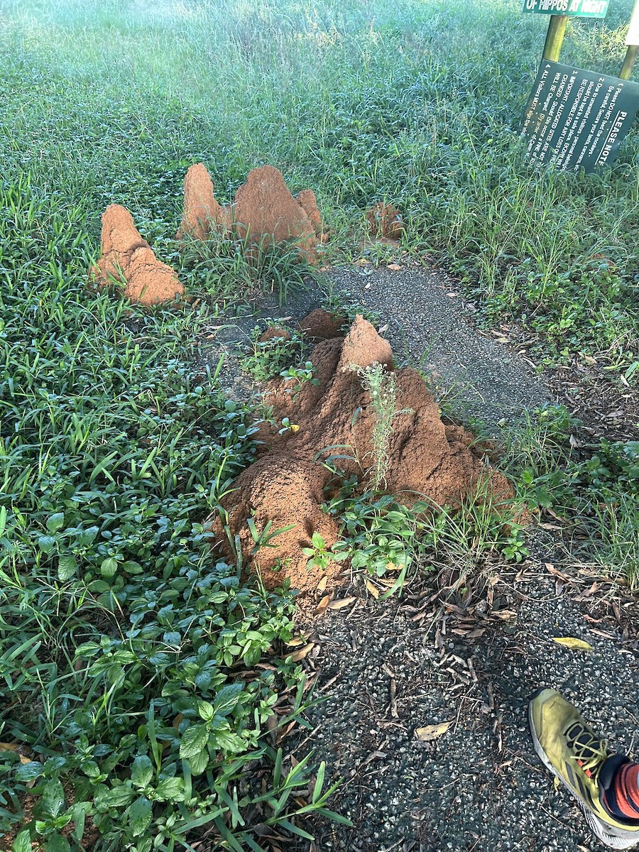 Cockroaches and Termites - ML646653384