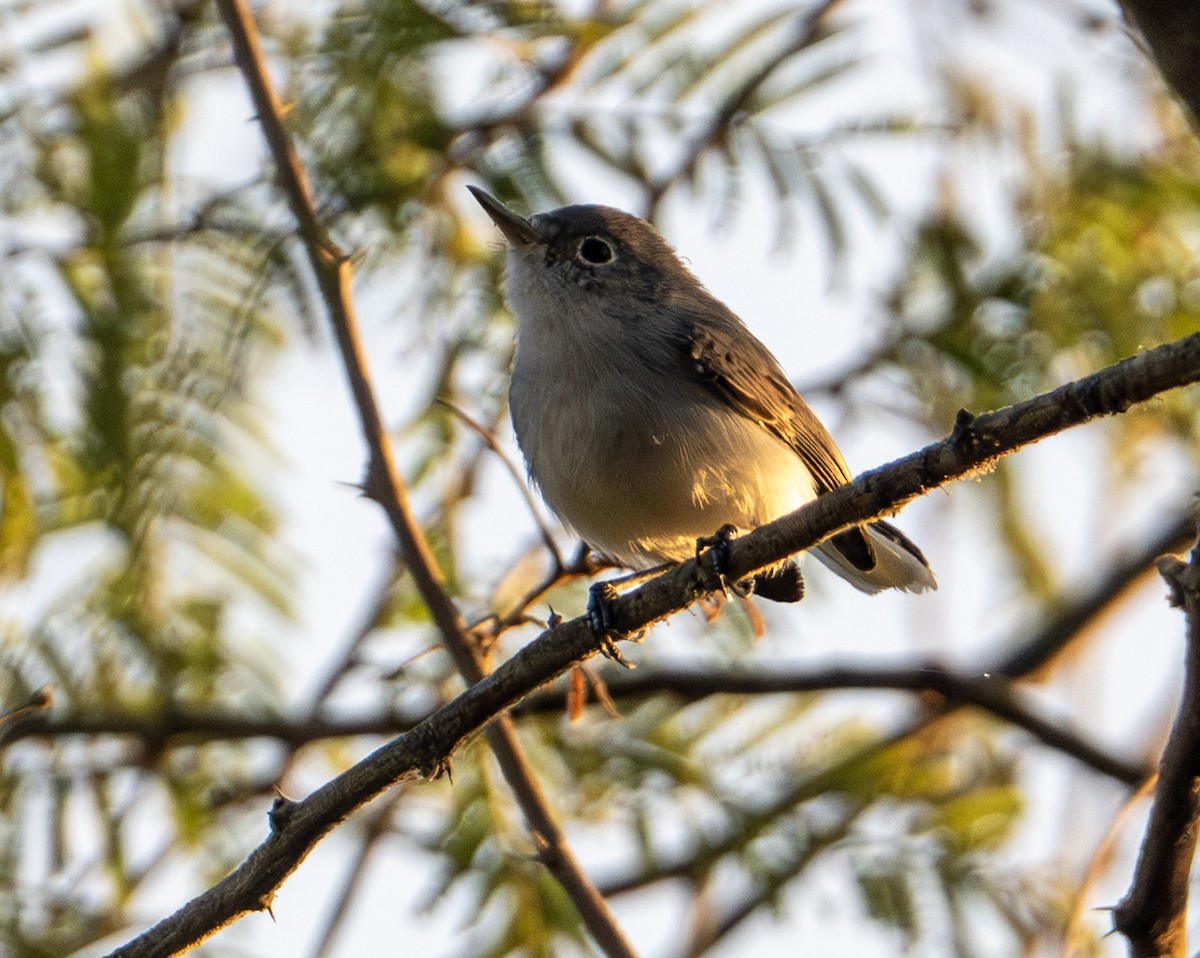 Gökrengi Bitkuşu - ML646653385