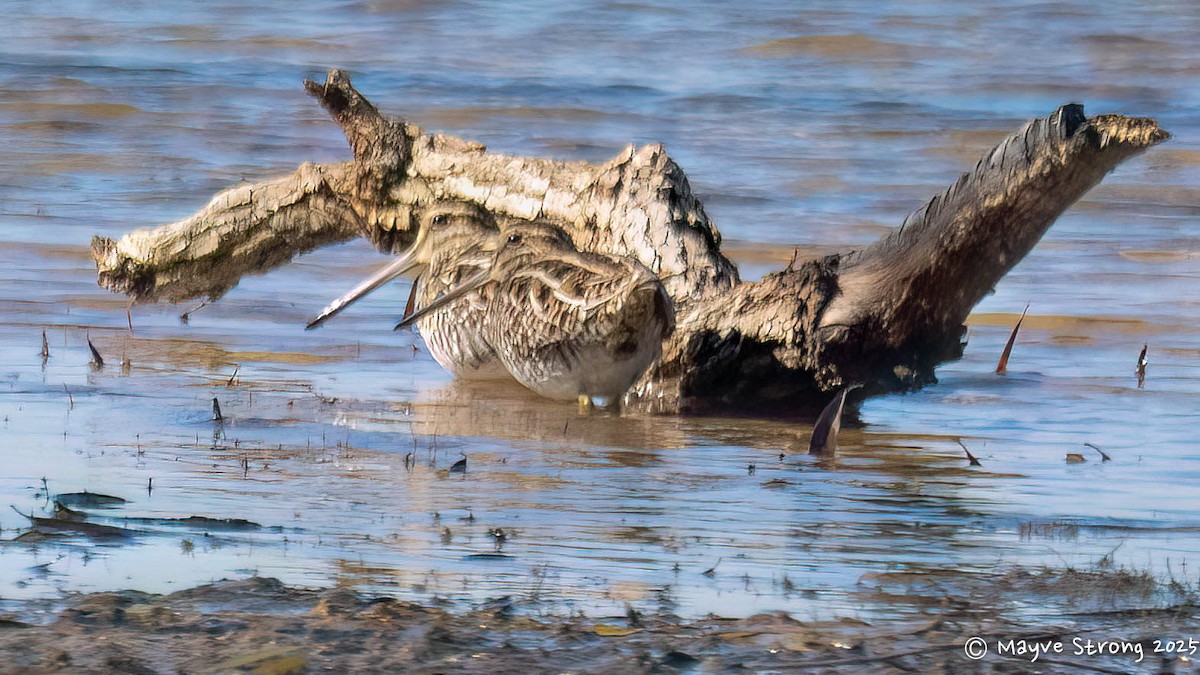 Wilson's Snipe - ML646653386