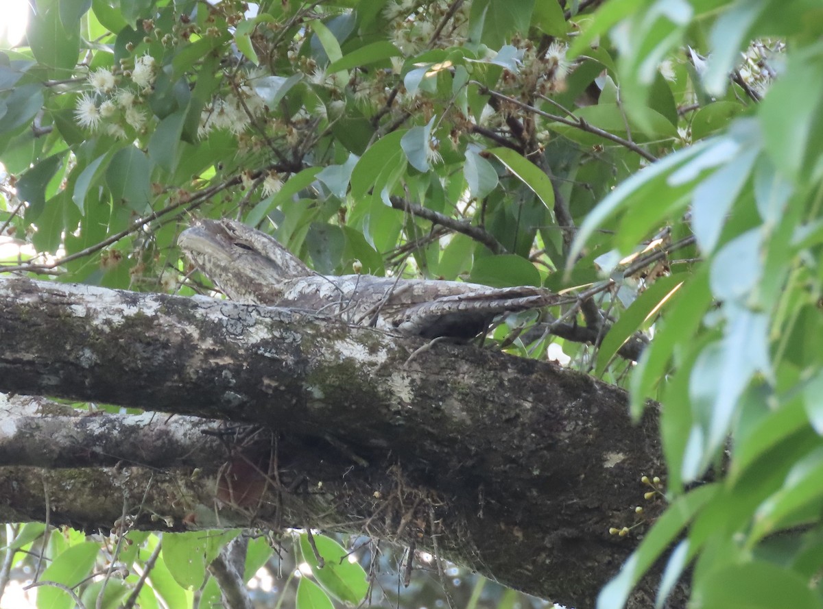 Papuan Frogmouth - ML646653389