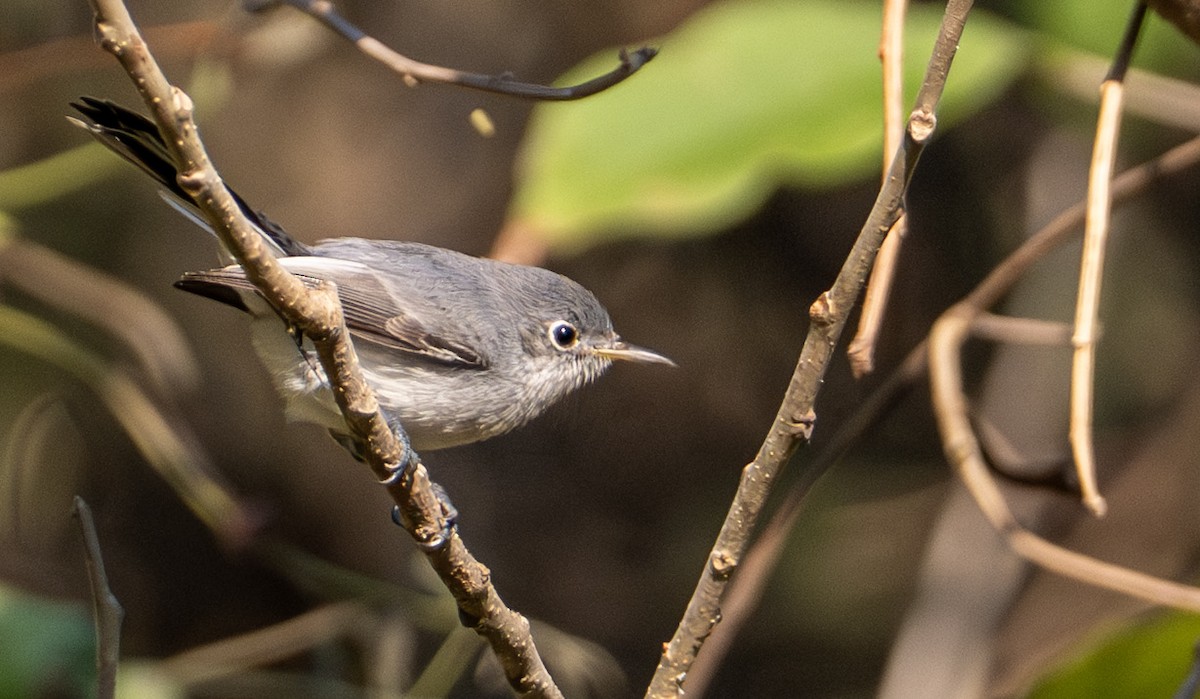 Gökrengi Bitkuşu - ML646653390