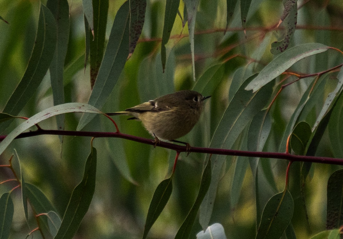 Ruby-crowned Kinglet - ML646653391