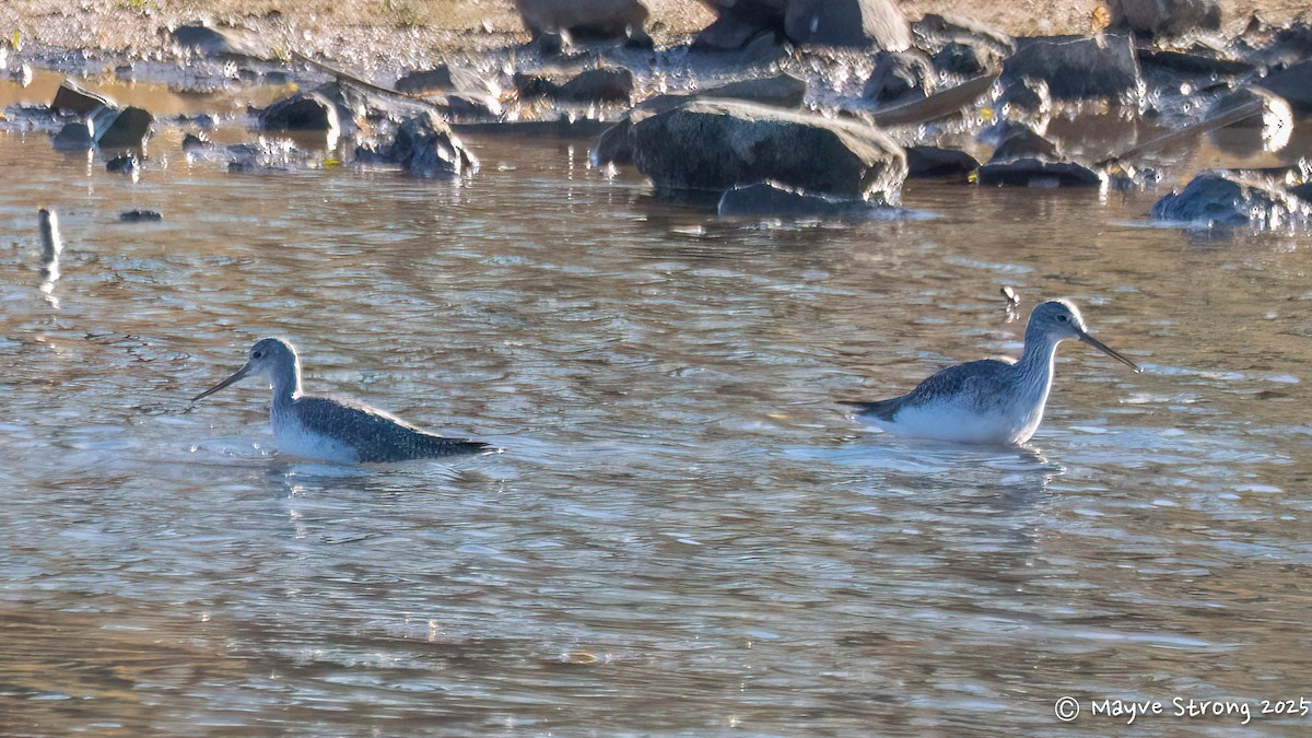 Greater Yellowlegs - ML646653392