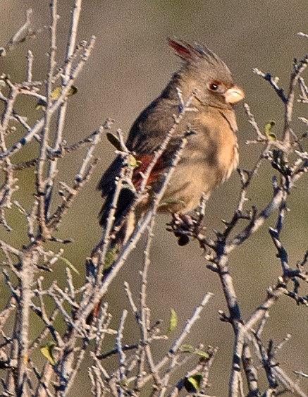Pyrrhuloxia - ML646653393