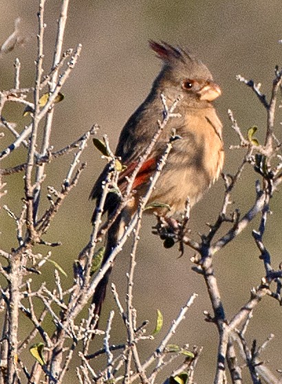 Pyrrhuloxia - ML646653394