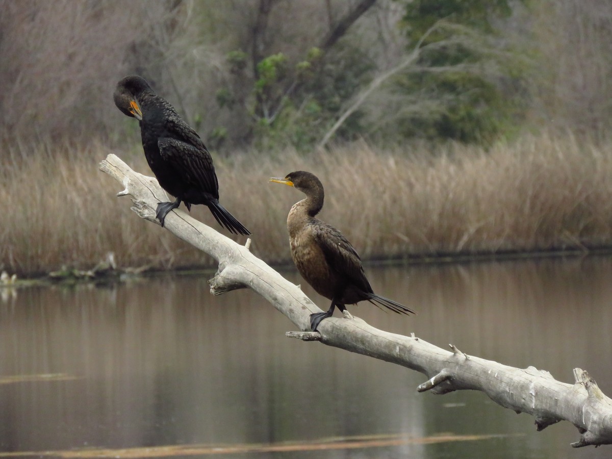 Double-crested Cormorant - ML646653395