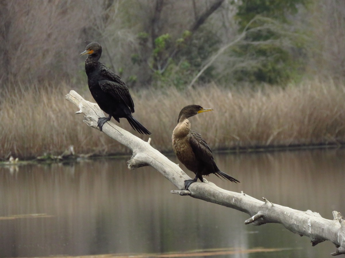 Double-crested Cormorant - ML646653396