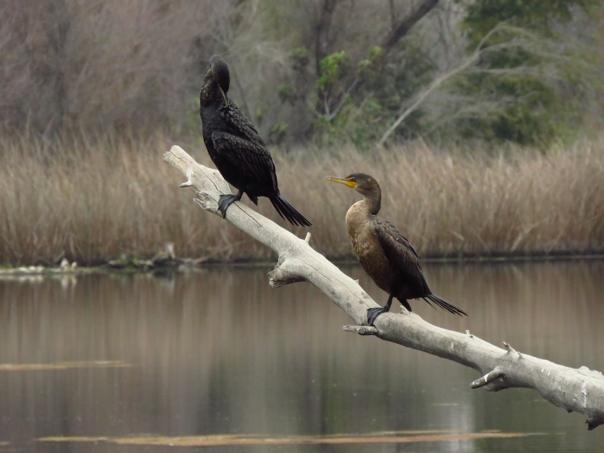Double-crested Cormorant - ML646653397