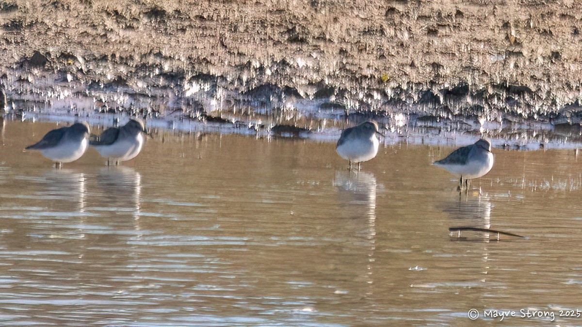 Least Sandpiper - ML646653398