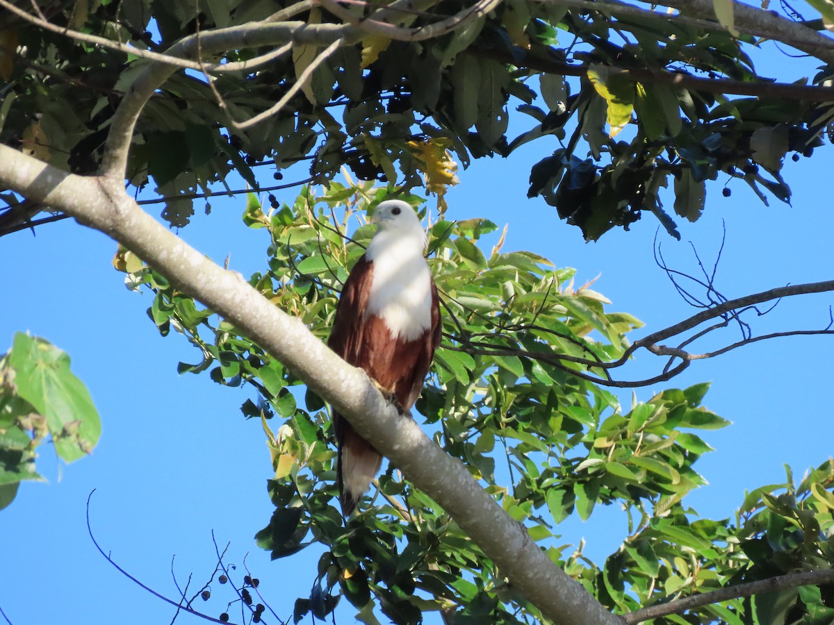 Brahminy Kite - ML646653399