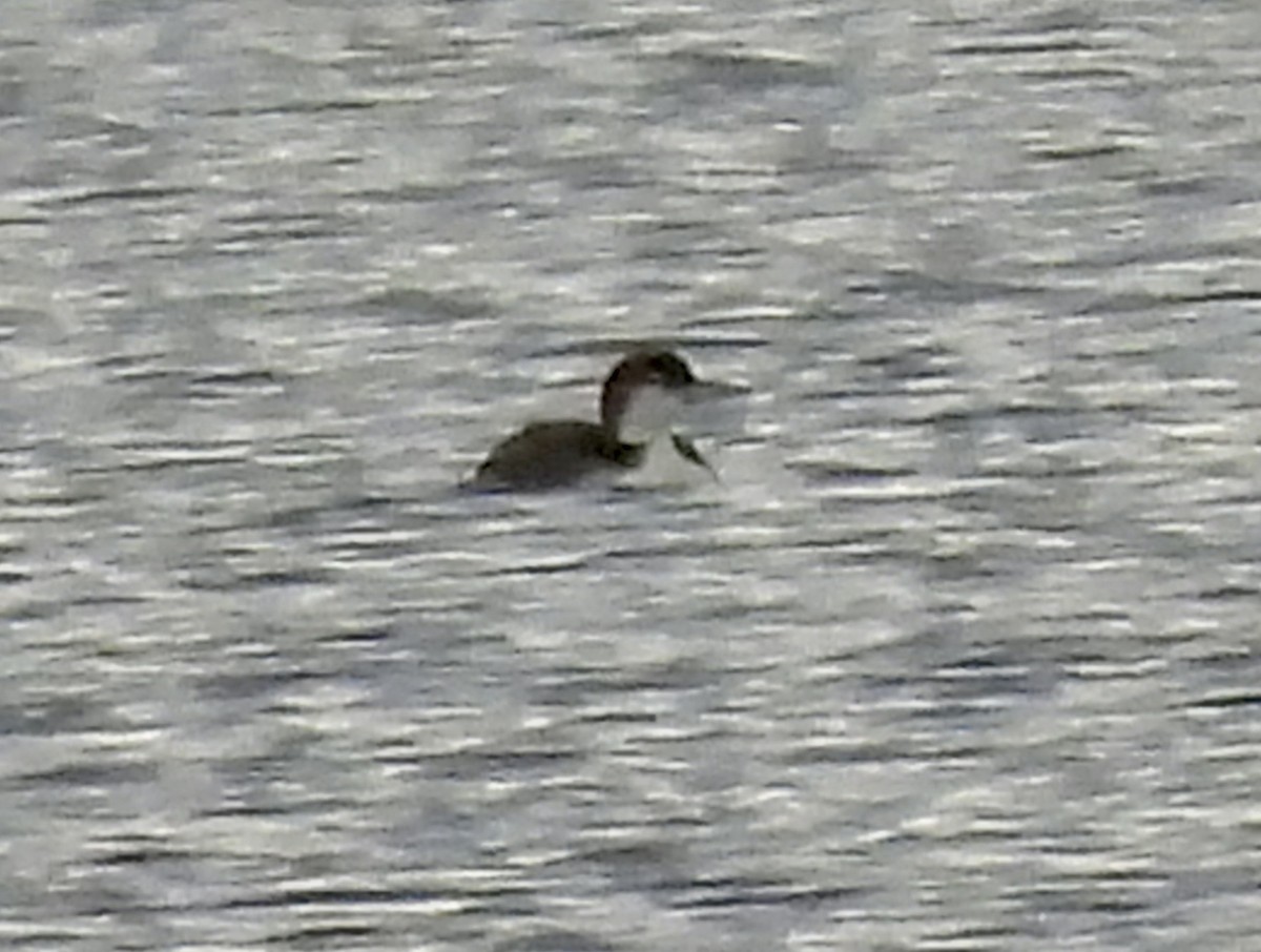 Common Loon - ML646653400