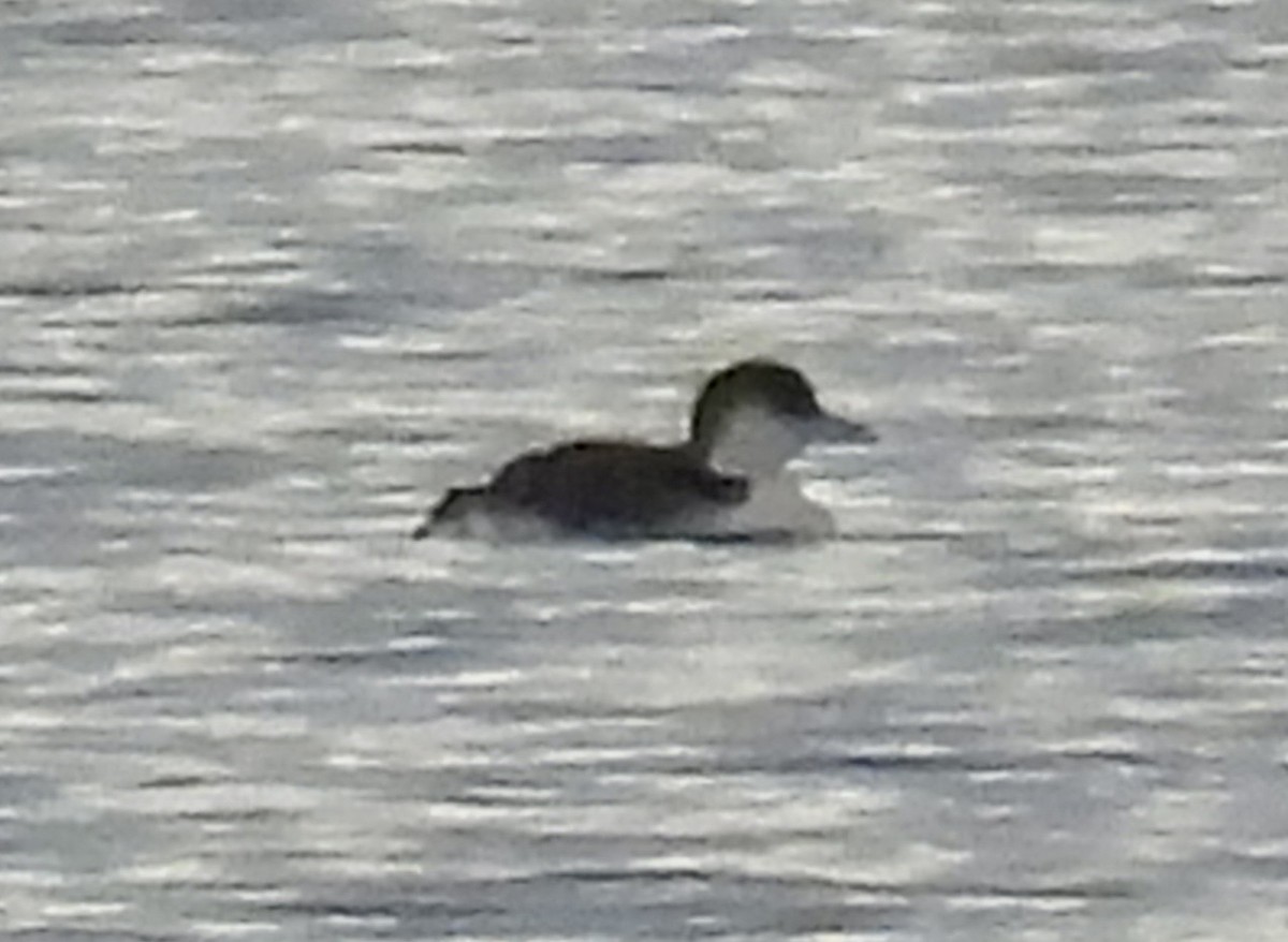 Common Loon - ML646653401