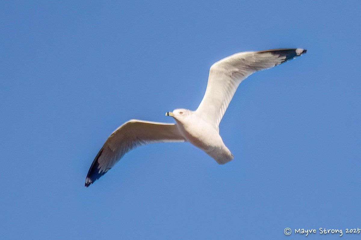 Ring-billed Gull - ML646653402