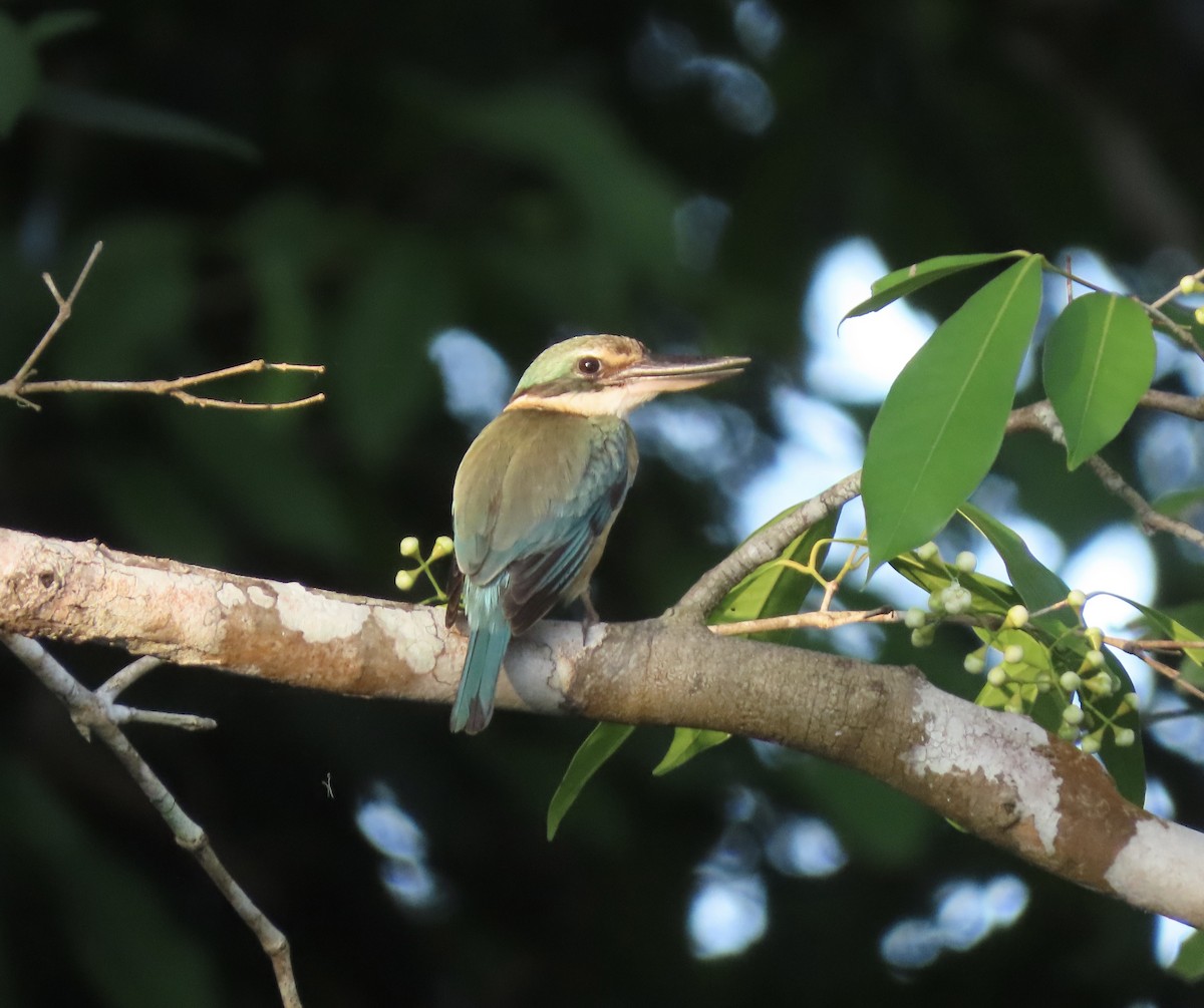 Sacred Kingfisher - ML646653407