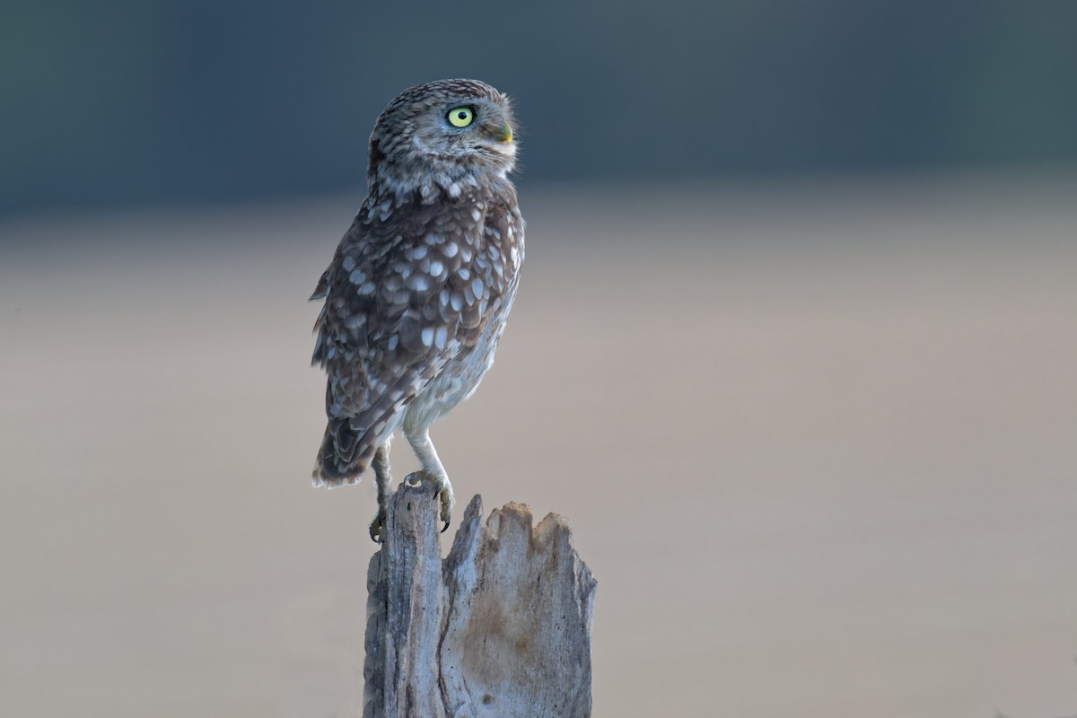 Mozolo arrunta - ML646653408