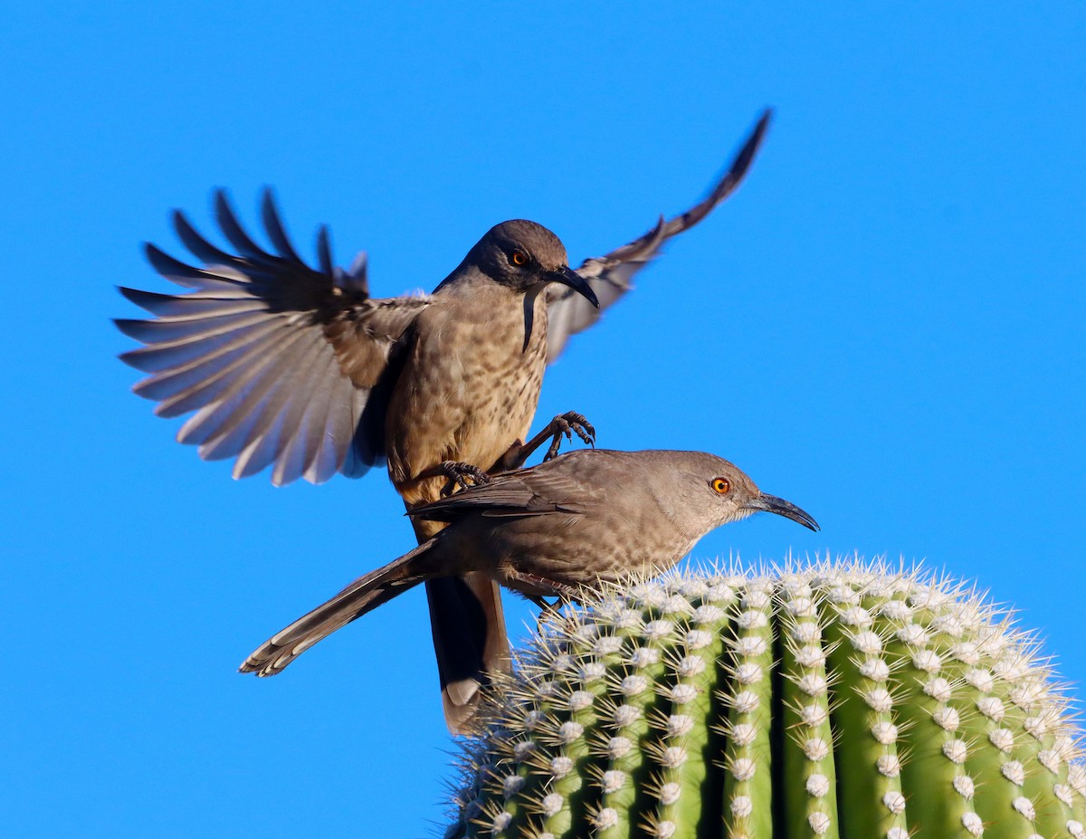 drozdec skvrnitoprsý - ML646653409