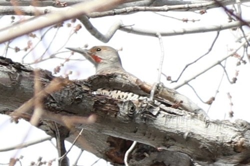 Northern Flicker - ML646653410