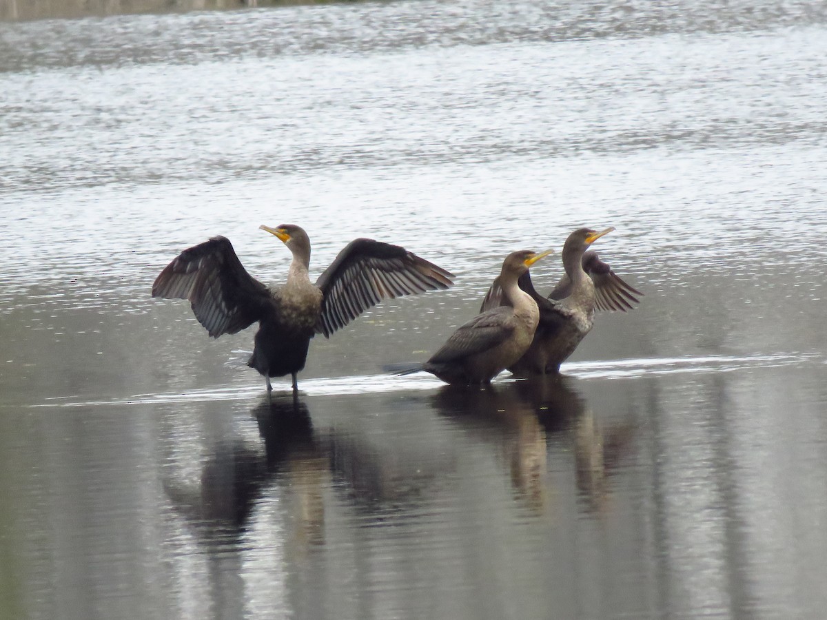 Double-crested Cormorant - ML646653411